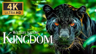Wildlife Nature Kingdom 4K 🐾 Discovery Relaxation Amazing Wildlife Film With Relaxing Piano Music