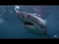 18 Foot Shark Attacks Cage Great White Serial Killer Shark images 18 Foot Shark Attacks Cage Great White Serial Killer Shark