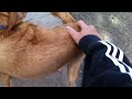 Patting Jack the Dog at Belltown Dog Park