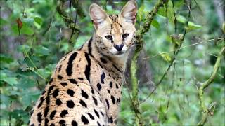 Why servals make bad pets