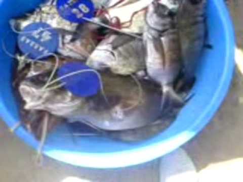 Les bases de la pêche et la chasse