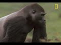 Gorilla