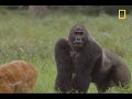 Gorilla