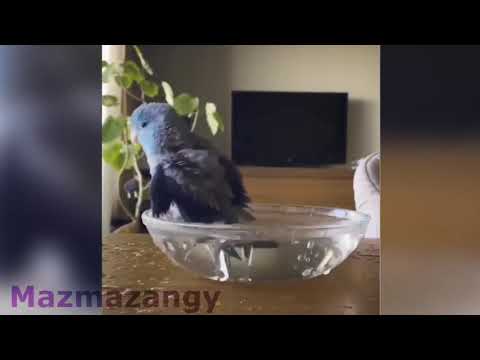 cute animals being weird funny animals compilation= sevimli ve komik hayvan video derlemesi