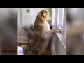 cute animals being weird funny animals compilation= sevimli ve komik hayvan video derlemesi