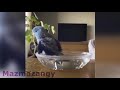 cute animals being weird funny animals compilation= sevimli ve komik hayvan video derlemesi