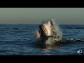 Flying Jaws In Search Of Colossus Shark Week 2014 Flying Jaws In Search Of Colossus Shark Week 2014