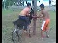 Ginetiadas no burro tisil - youtube