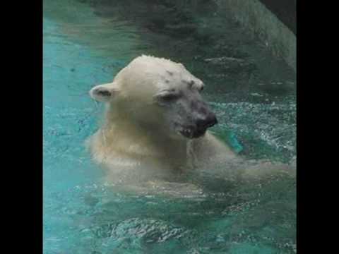 一人パン食い競争　（天王寺動物園のゴーゴ）