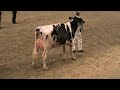 Canadian National Holstein Show - Milking Fall Yearlings