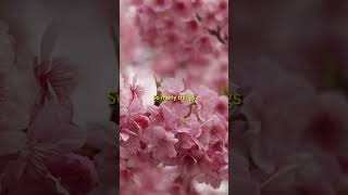 Bashou 01 - By Bashou