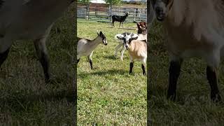 Dolly, Rebi, And Twizzle
