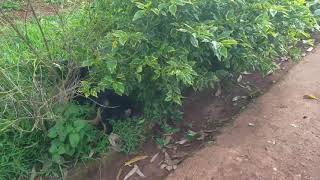 Sauvons nos Animaux -visit their animal shelter in Bukavu in the Democratic Republic of Congo