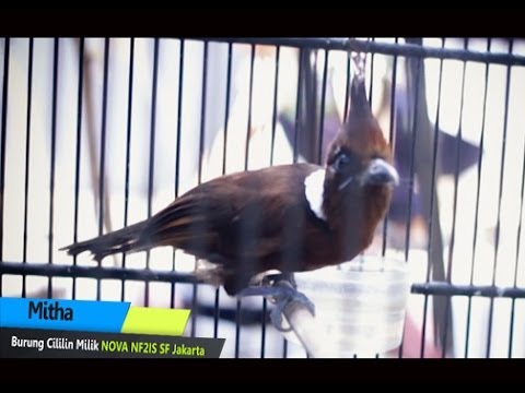 VIDEO : suara cililin gacor buat master - suara cililin gacor buatsuara cililin gacor buatmaster burungcililin ( platylophus galericulatus ) adalahsuara cililin gacor buatsuara cililin gacor buatmaster burungcililin ( platylophus galericu ...