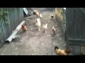 story of the chickens (hungarian)