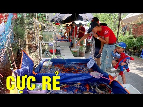 TRANH NHAU MUA CÁ CẢNH CÁ CHỌI RẺ NHẤT HÀ NỘI