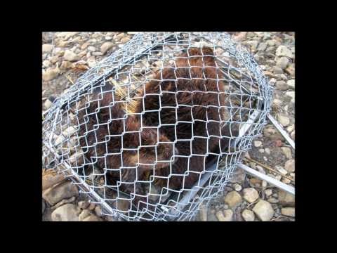 Как сделать ловушку на бобра Как сделать ловушку на бобра
