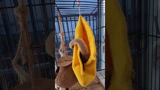 Sugar Glider Time To Sleep