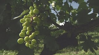 Şarap Ilk Kez Gürcistan'da Mı üretildi?