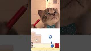 Cute Little Kitten Adventure 😸 Top Animal Educational Video For Preschoolers