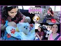 Conozcan a Nuestra Nueva Perrita ?? Primeras Compras Para e...