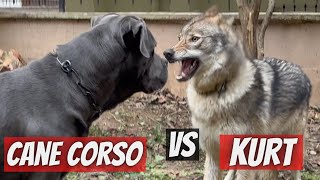 KURT vs CANE CORSO