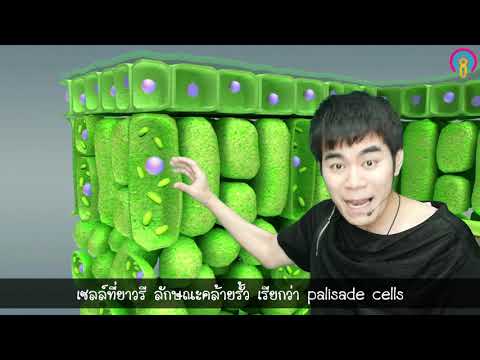 ชีวะครูบาส เรื่อง กระบวนการสังเคราะห์ด้วยแสงและโครงสร้างใบของพืช