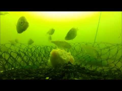 Crabbing - Kingston, Wa