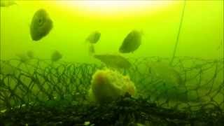 Crabbing - Kingston, Wa