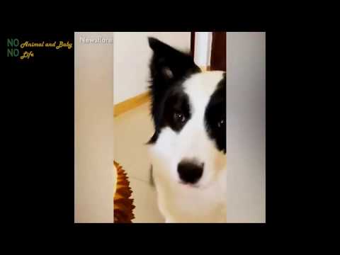 These funny dogs will make your day | NO Animal and Baby - NO Life