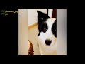 These funny dogs will make your day | NO Animal and Baby - NO Life