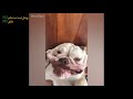 These funny dogs will make your day | NO Animal and Baby - NO Life