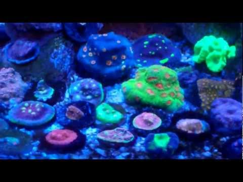 23gal rimless