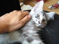 Maine Coon Kitten squeaking and purring