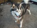 Alaskan Malamute birthday