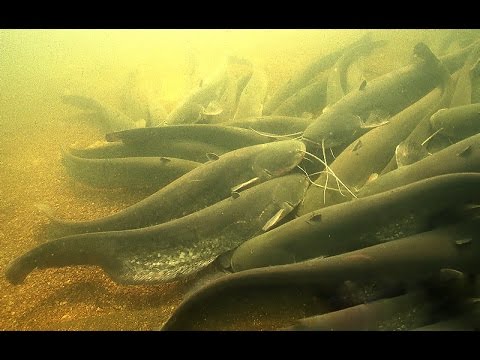 Сомы отдыхают Не стреляй, охотник...ЦЕНИТЕЛЬ Сомы отдыхают Не стреляй, охотник...ЦЕНИТЕЛЬ