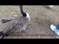 Fairview TN video: bowie nature park fairview TN