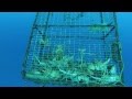 pesca de langostas 2 pesca de langostas 2