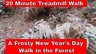 20 minute Treadmill Scenery - a Frosty New Year's Day Walk in the forest #leavenotrace