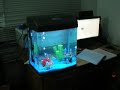 New fish tank