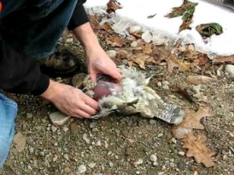 Recipes to cook wild turkey