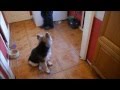 German Shepherd Puppy Obedience Training