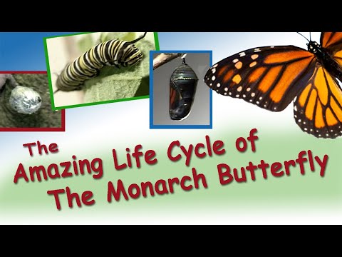 Complete Life Cycle of the Monarch Butterfly