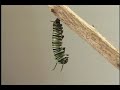 Complete Life Cycle of the Monarch Butterfly Complete Life Cycle of the Monarch Butterfly