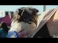 Meet Peanut, the world's ugliest dog