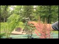 Shade Perennials - Lacoste Garden Centre’s Top Picks Shade Perennials - Lacoste Garden Centre’s Top Picks