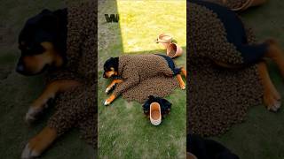 Rottweiler Covered In Millions Of Bees And Rescued By A Girl Heart Warming