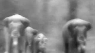 Elephant Stampede