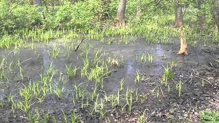 Bagno - Harcerska Piosenka