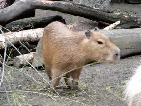 健気なカピバラ、コマリちゃん